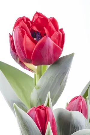 Tulipa 'Passion Glossy' - flower bulb 12/+ - image 5
