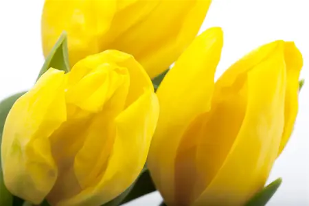 Tulipa 'Passion Glossy' - flower bulb 12/+ - image 2