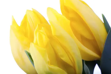 Tulipa 'Passion Glossy' - flower bulb 12/+ - image 3