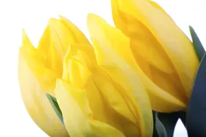 Tulipa 'Passion Glossy' - flower bulb 12/+ - image 3
