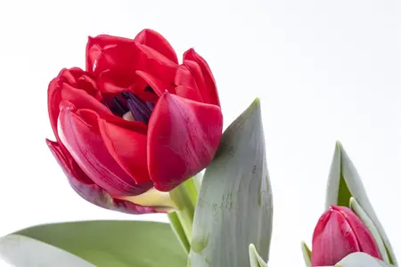 Tulipa 'Passion Glossy' - flower bulb 12/+ - image 4