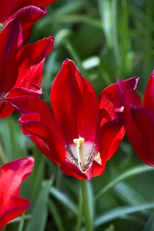 Tulipa 'Pieter de Leur' - flower bulb 12/+