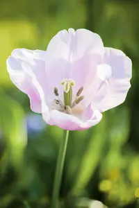 Tulipa 'Pink Diamond' - flower bulb 12/+ - image 1