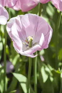 Tulipa 'Pink Diamond' - flower bulb 12/+ - image 2