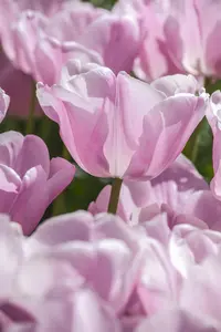Tulipa 'Pink Diamond' - flower bulb 12/+ - image 3