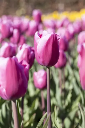 Tulipa 'Pink Diamond' - flower bulb 12/+ - image 4
