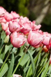 Tulipa 'Pink Impression' - flower bulb 12/+ - image 3