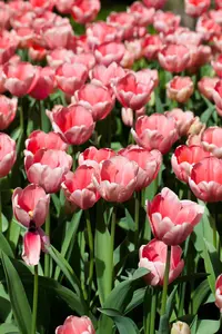 Tulipa 'Pink Impression' - flower bulb 12/+ - image 3