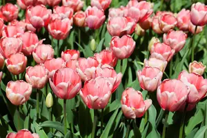 Tulipa 'Pink Impression' - flower bulb 12/+ - image 2