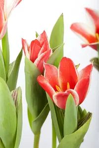 Tulipa 'Pinocchio' - flower bulb 12/+ - image 3