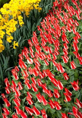 Tulipa 'Pinocchio' - flower bulb 12/+ - image 1