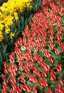 Tulipa 'Pinocchio' - flower bulb 12/+ - image 3