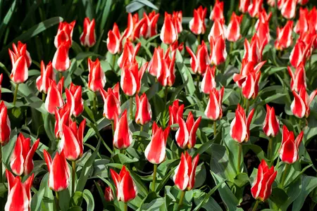 Tulipa 'Pinocchio' - flower bulb 12/+ - image 2