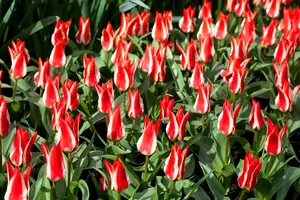 Tulipa 'Pinocchio' - flower bulb 12/+ - image 2