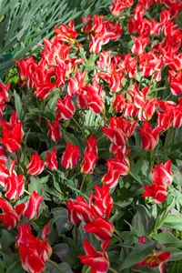 Tulipa 'Plaisir' - flower bulb 12/+ - image 3