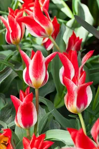 Tulipa 'Plaisir' - flower bulb 12/+ - image 2