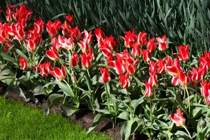 Tulipa 'Plaisir' - flower bulb 12/+ - image 3