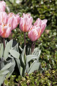 Tulipa 'Pretty Princess' - flower bulb 12/+