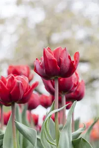 Tulipa 'Princess Irene' - flower bulb 12/+ - image 5