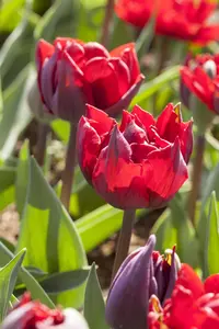 Tulipa 'Princess Irene' - flower bulb 12/+ - image 5