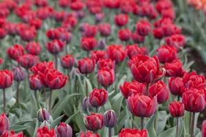 Tulipa 'Princess Irene' - flower bulb 12/+ - image 2