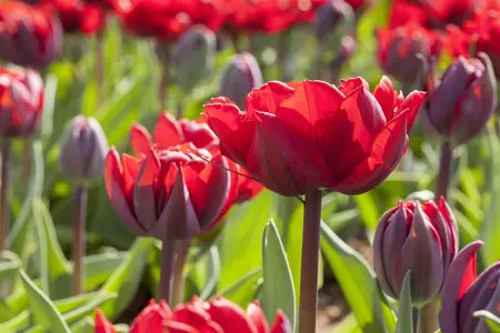 Tulipa 'Princess Irene' - flower bulb 12/+ - image 4