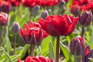 Tulipa 'Princess Irene' - flower bulb 12/+ - image 4