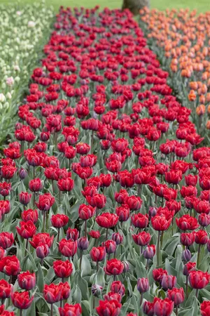 Tulipa 'Princess' mix - flower bulb 12/14 - image 3