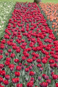 Tulipa 'Princess' mix - flower bulb 12/14 - image 3
