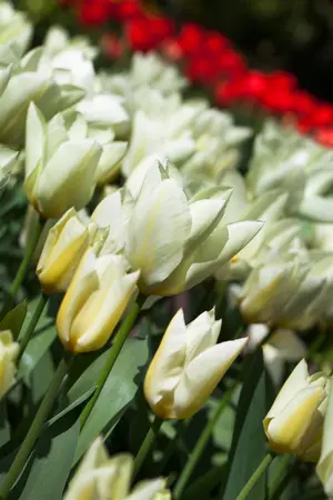 Tulipa 'Purissima' - flower bulb 12/+ - image 1