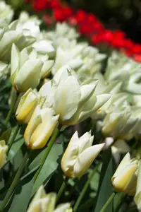 Tulipa 'Purissima' - flower bulb 12/+ - image 1