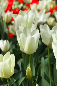 Tulipa 'Purissima' - flower bulb 12/+ - image 2