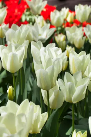 Tulipa 'Purissima' - flower bulb 12/+ - image 4