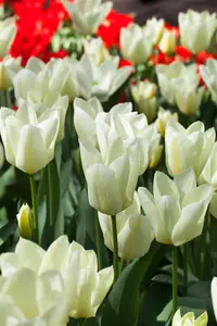 Tulipa 'Purissima' - flower bulb 12/+ - image 4