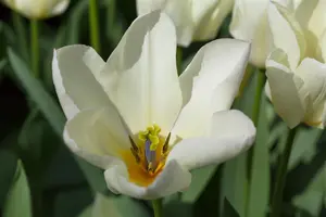 Tulipa 'Purissima' - flower bulb 12/+ - image 3