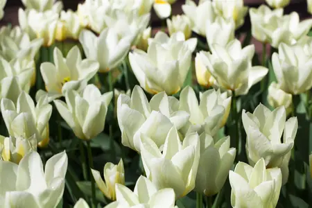 Tulipa 'Purissima' - flower bulb 12/+ - image 5
