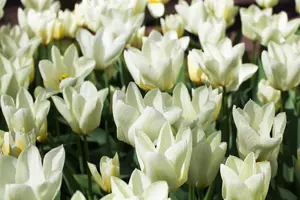 Tulipa 'Purissima' - flower bulb 12/+ - image 5