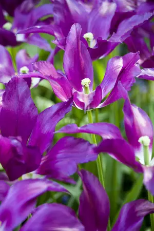 Tulipa 'Purple Dream' - flower bulb 12/+