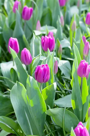 Tulipa 'Purple Flag' - flower bulb 12/+ - image 2
