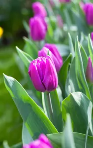 Tulipa 'Purple Flag' - flower bulb 12/+ - image 2