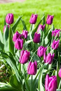 Tulipa 'Purple Prince' - flower bulb 12/+ - image 5