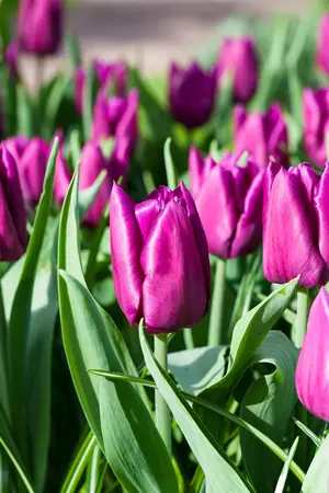 Tulipa 'Purple Prince' - flower bulb 12/+ - image 3