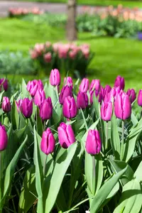 Tulipa 'Purple Prince' - flower bulb 12/+ - image 5