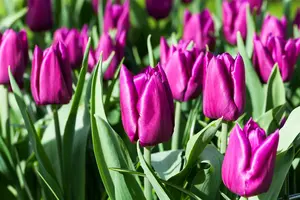Tulipa 'Purple Prince' - flower bulb 12/+ - image 2