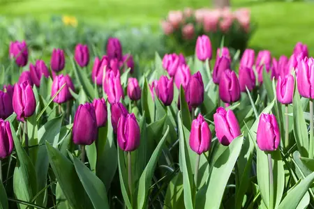 Tulipa 'Purple Prince' - flower bulb 12/+ - image 4