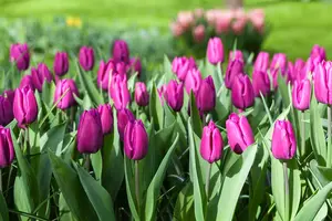 Tulipa 'Purple Prince' - flower bulb 12/+ - image 4