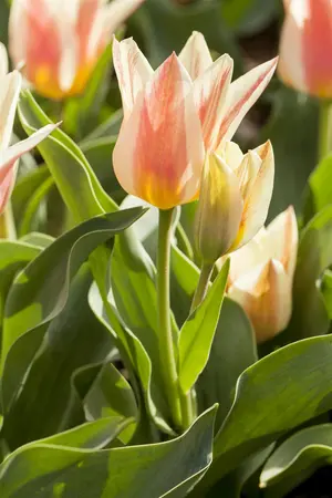 Tulipa 'Quebec' - flower bulb 12/+ - image 1