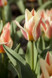 Tulipa 'Quebec' - flower bulb 12/+ - image 2