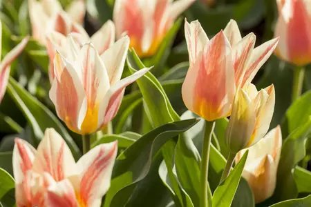 Tulipa 'Quebec' - flower bulb 12/+ - image 3