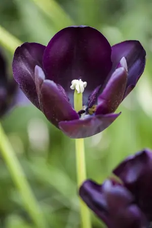 Tulipa 'Queen of the Night' - flower bulb 12/+ - image 1